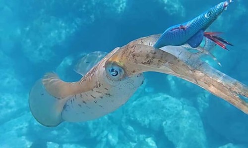 宝宝漾奶了还能再吃吗、宝宝漾奶是吃得太饱了吗 -宝宝漾奶后呼吸不顺畅网